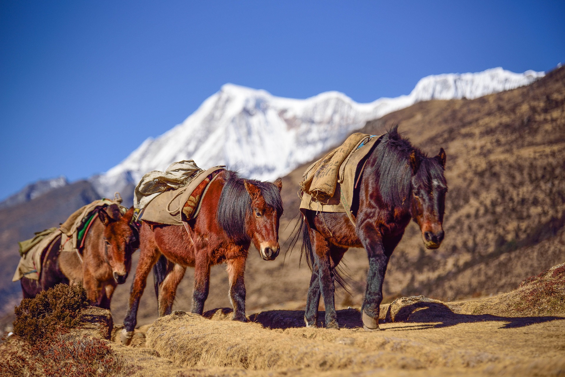 bhutan cavallo montagna