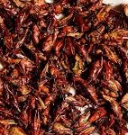 Chapulines Messico - La Cucina Messicana