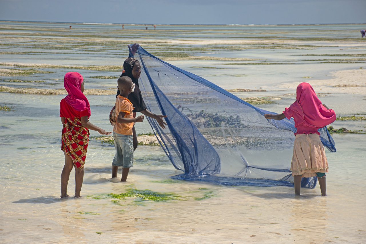 Zanzibar raccolta delle alghe 