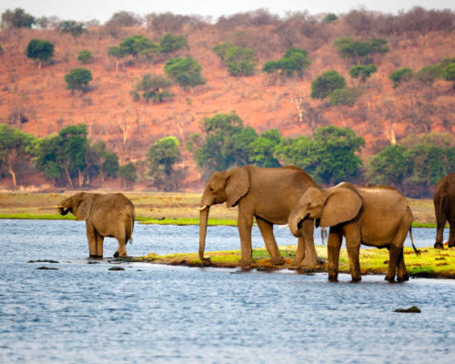 Botswana Baobab & Okavango Delta, tour e safari: Partenza esclusiva con accompagnatore