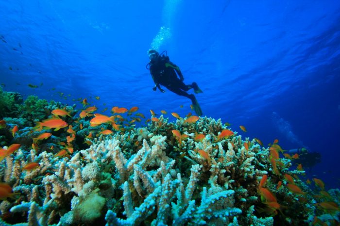 Scubando: Viaggio sub Giappone – Immersioni nel blu di Okinawa