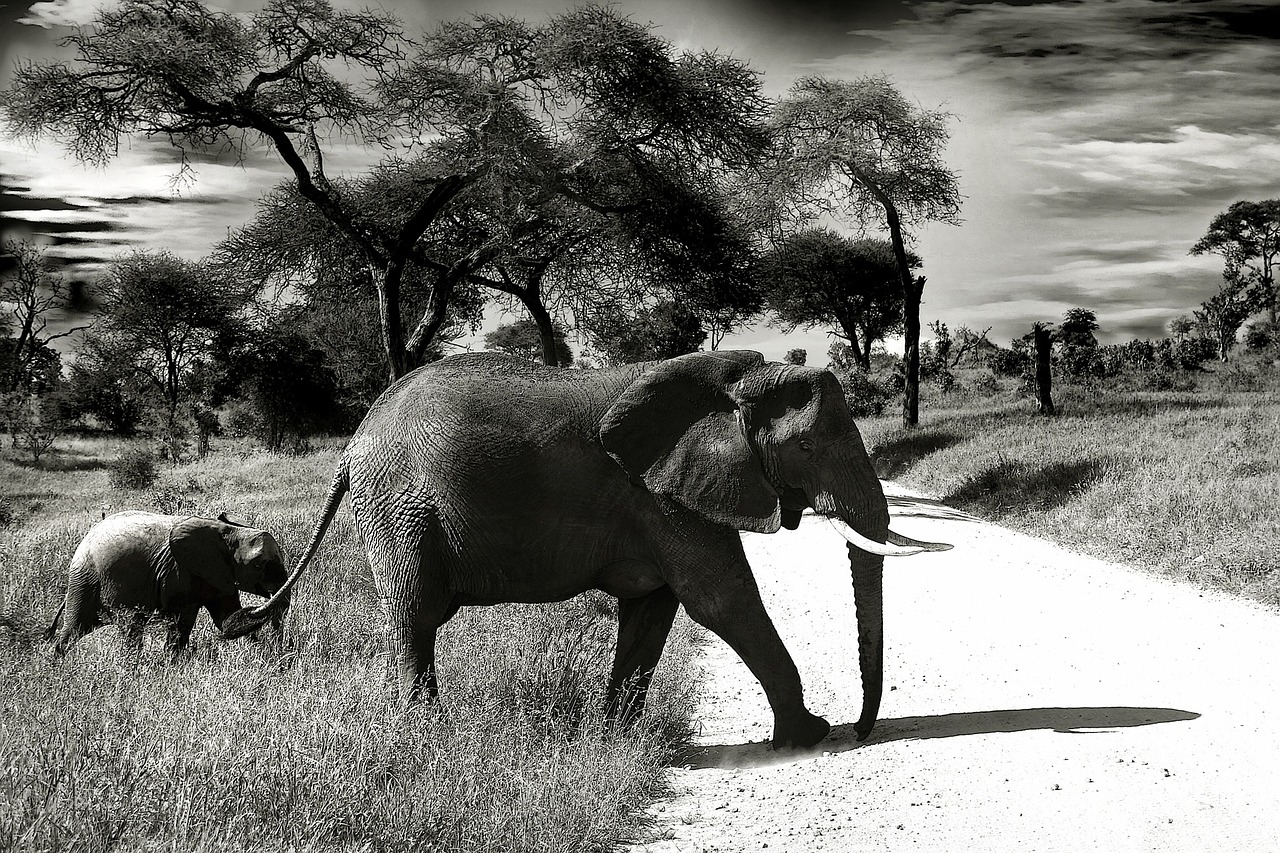 elefanti in tanzania