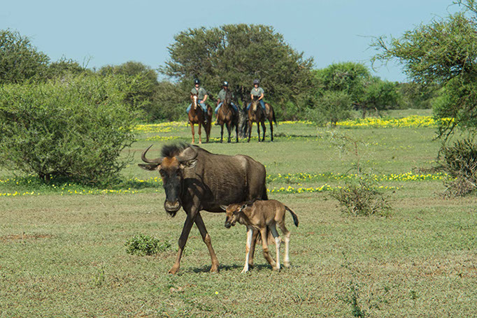 safari sudafrica 2021