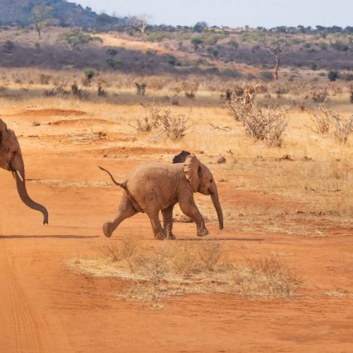 Offerte Capodanno Kenya 2025 – Speciale Safari Best Kenya e Mare o Kenya Safari Kilimanjaro e Mare
