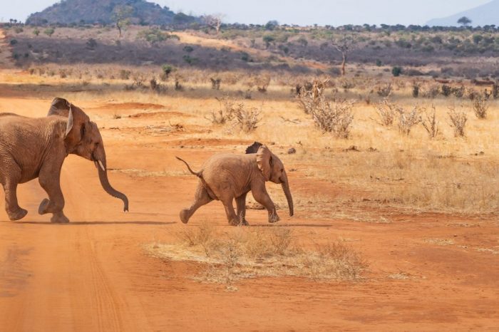 Capodanno Kenya 2024 – Natale Kenya – Epifania Kenya –  TWIGA BEACH RESORT & SPA**** – Watamu
