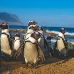 pinguini in Sudafrica 2021