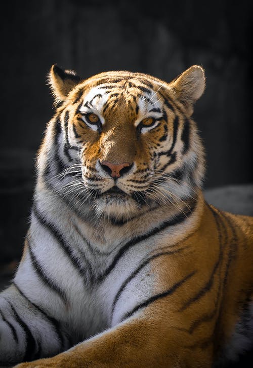 sudafrica tigre 