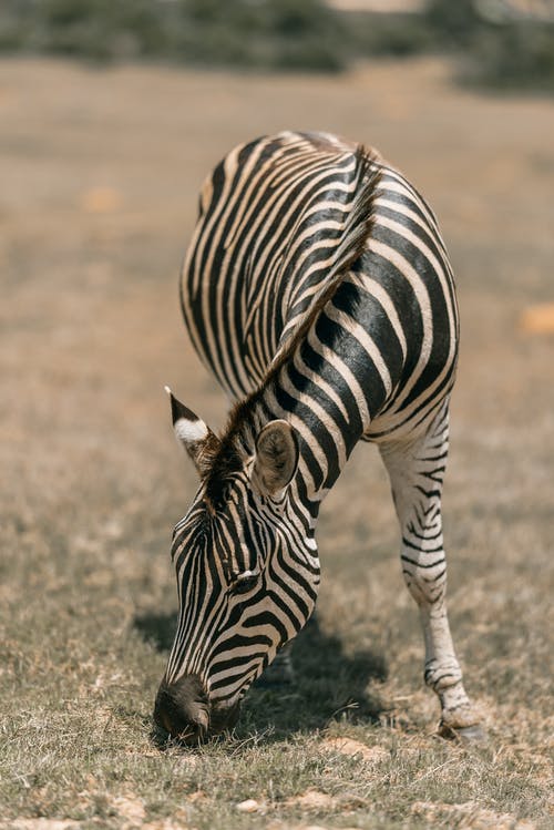 zebra in Sudafrica 