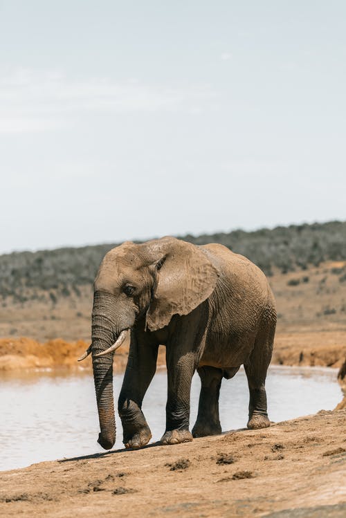 elefante in Sudafrica 