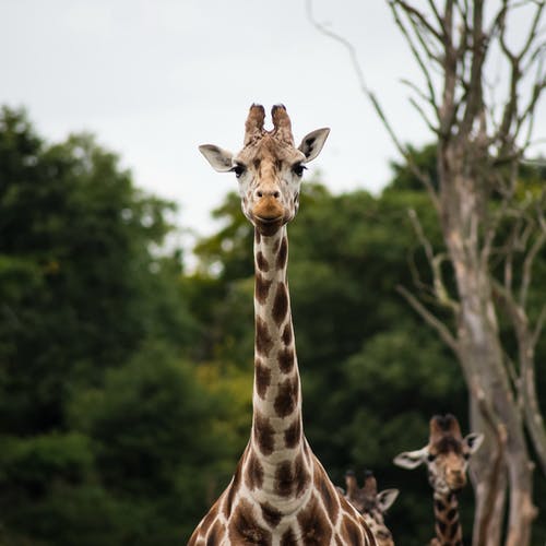 giraffe in sudafrica 