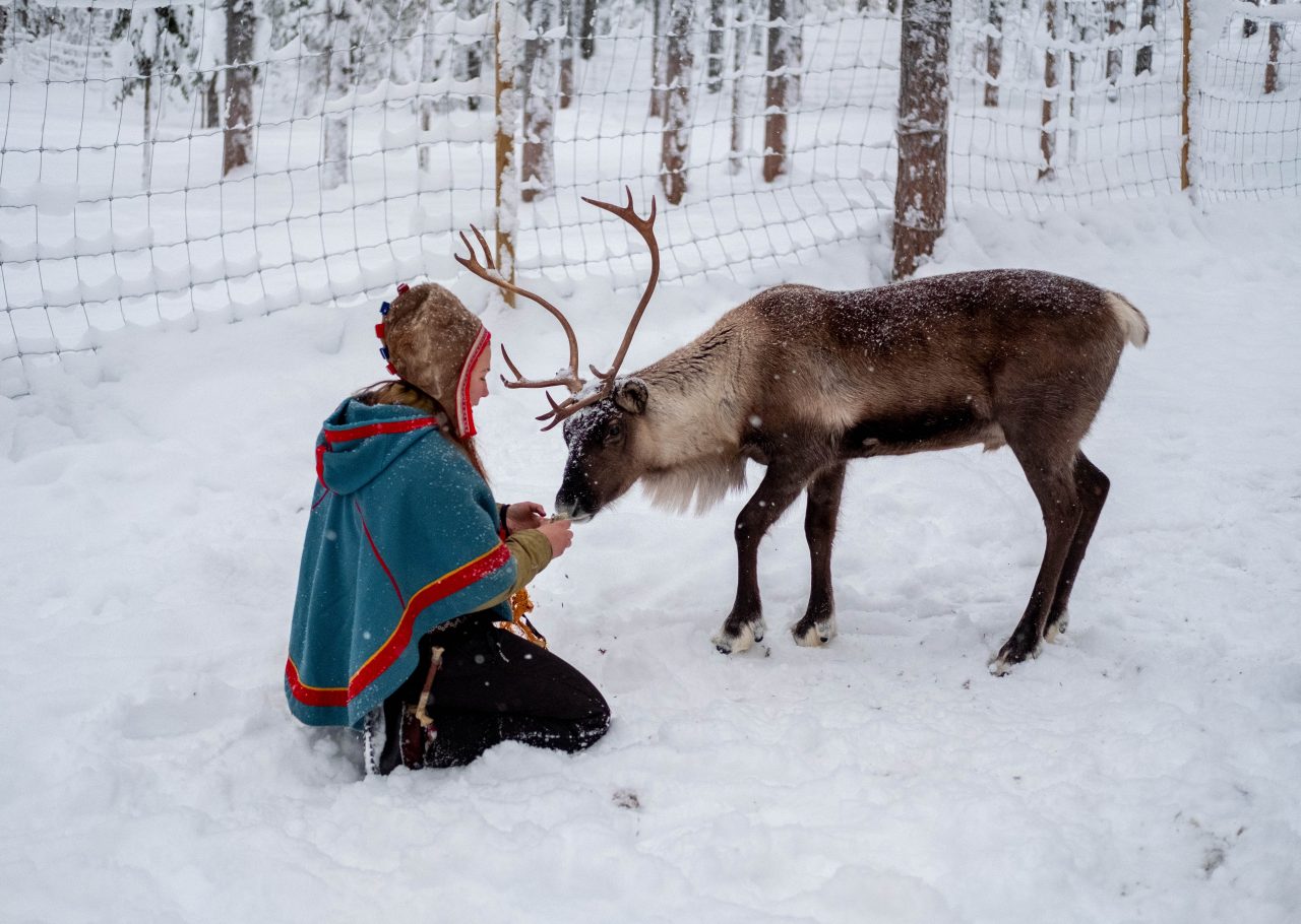 sami lapponia finlandia rovaniemi renna