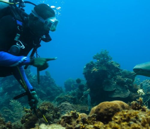 Scubando: Nicaragua: immersioni nel Mar dei Caraibi