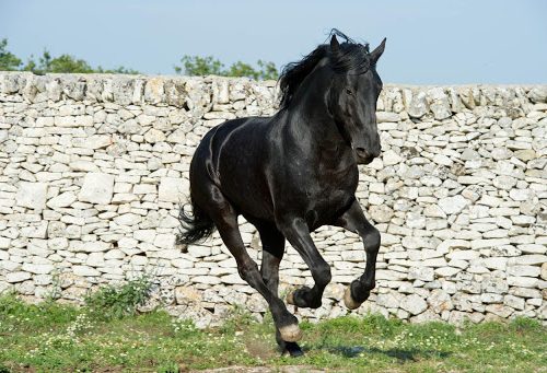 Trekkinando: Trekking a cavallo in Basilicata: tra i Sassi di Matera ed il Parco della Murgia Materana