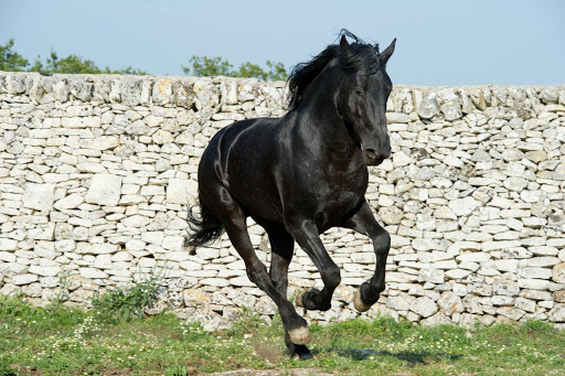 Trekkinando: Trekking a cavallo in Basilicata: tra i Sassi di Matera ed il Parco della Murgia Materana