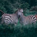 africa zebra