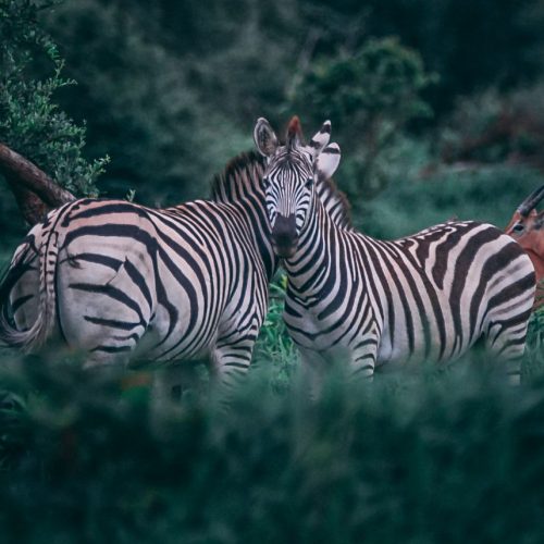 Viaggi in Botswana Fly & Lodge 9gg
