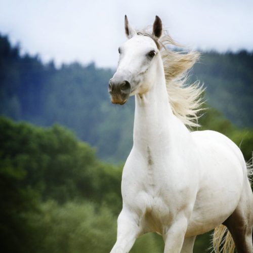 Cavalcando: Lipizzano – I sentieri dei cavalli bianchi 2021
