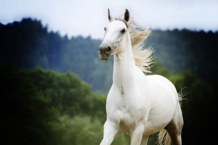Cavalcando: Lipizzano – I sentieri dei cavalli bianchi 2021