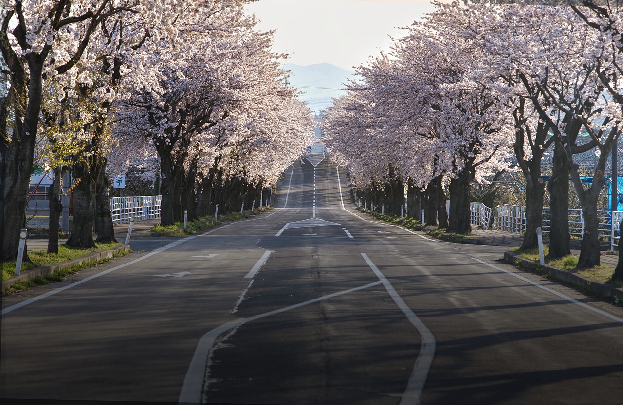 giappone fioritura
