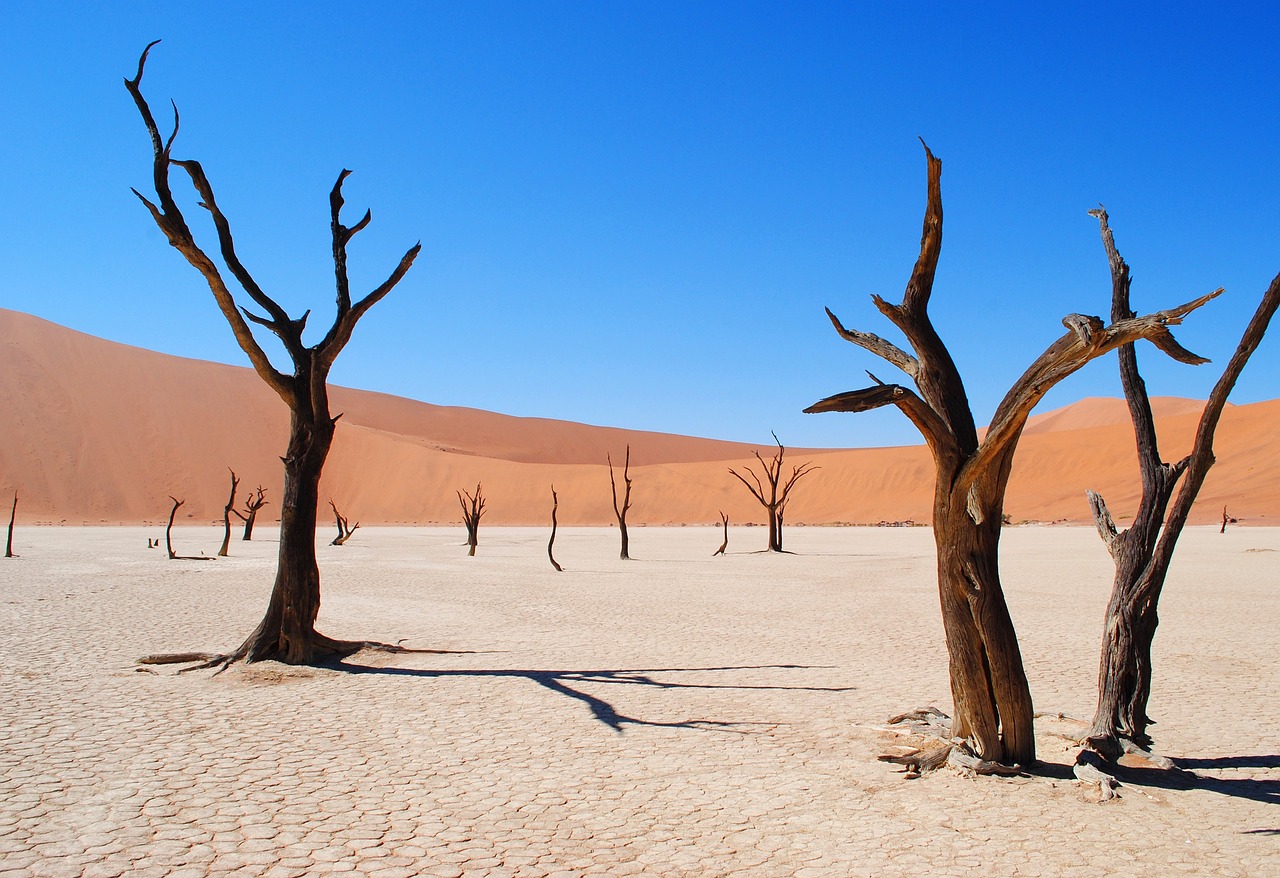 namibia alberi