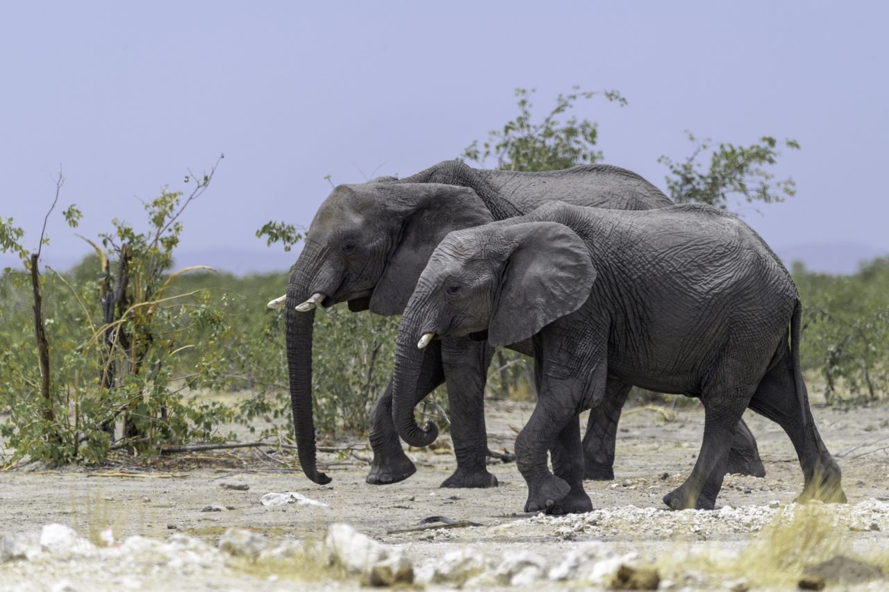 namibia elefanti
