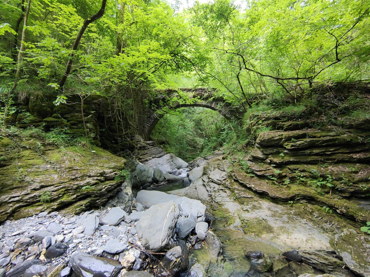 nel cuore del bosco interiore forest theraphy