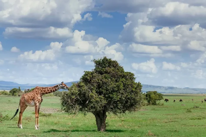 Tanzania – RITMO DELLA TANZANIA GLAMPING – Partenze a date fisse Luglio e Agosto 2026