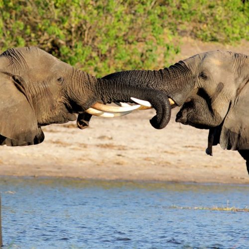 BOTSWANA “NATURA SELVAGGIA” – viaggio di gruppo