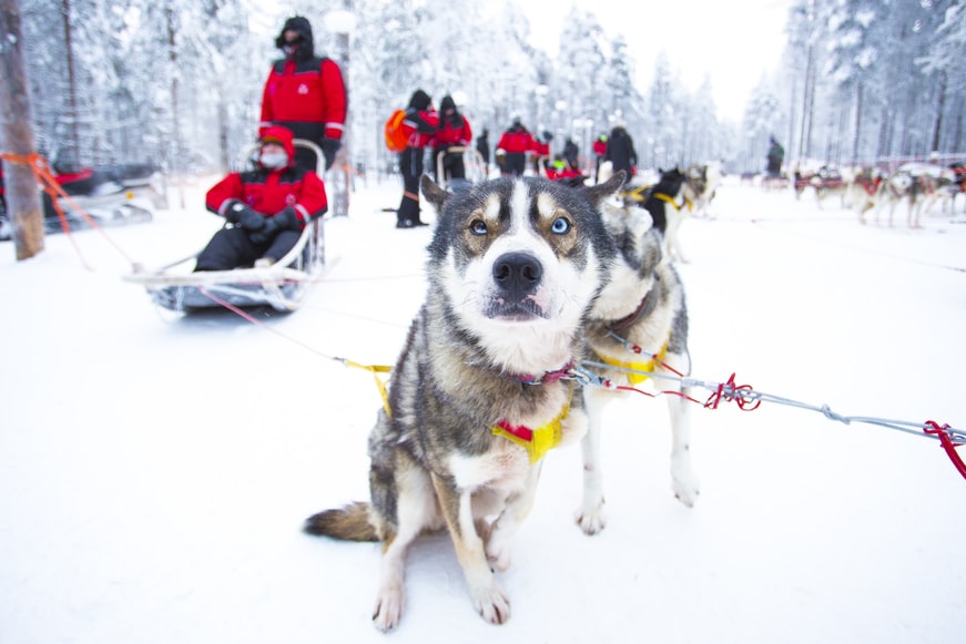 safari con gli husky 