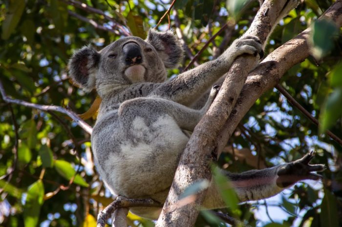 Australia Fly & Drive – Alla scoperta del Queensland, Outback e Grande Barriera Corallina