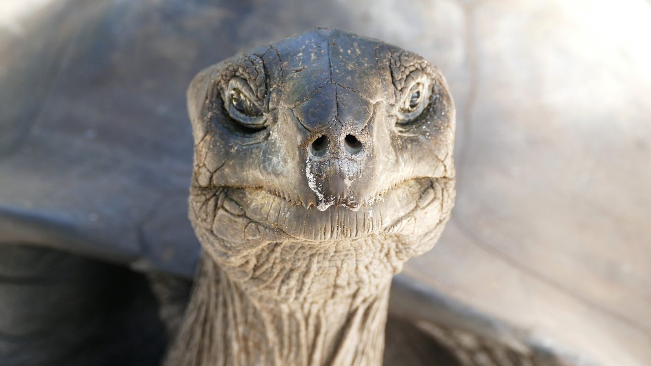 tartaruga
