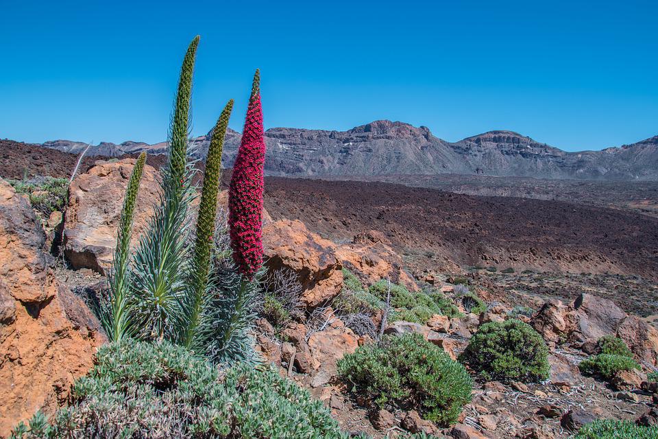 tenerife natura