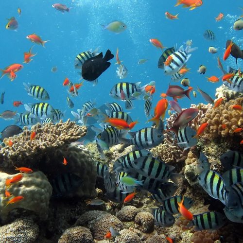 Offerte Capodanno Sharm El Sheikh – Mar Rosso – Egitto – 31 dicembre da Milano e Napoli STOP SALE