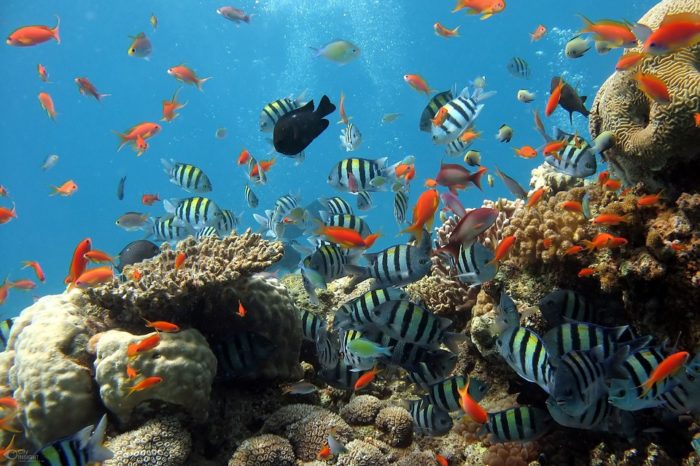 Offerte Capodanno Sharm El Sheikh – Mar Rosso – Egitto – 31 dicembre da Milano e Napoli STOP SALE