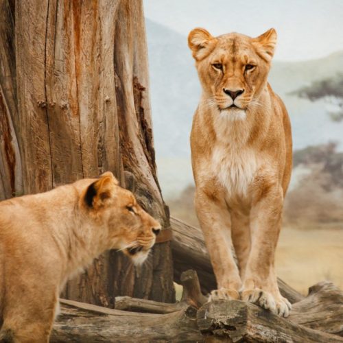 Capodanno in Sudafrica – Partenza 27 dicembre 2025 da Roma