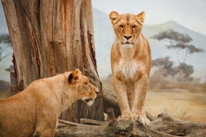 Capodanno in Sudafrica – Meraviglie Sudafricane: da Cape Town al Kruger (speciale Capodanno) – Partenza 27 dicembre