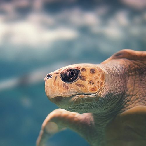 CARAIBI – viaggi Guadalupa – Antille Francesi