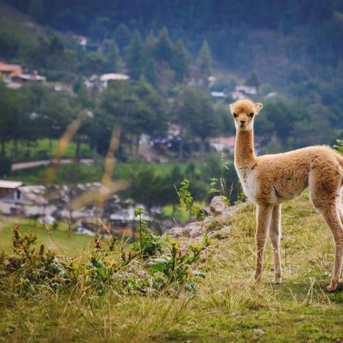 CAPODANNO IN PERU’ 2025 – Tour Perù Express – STOP SALE