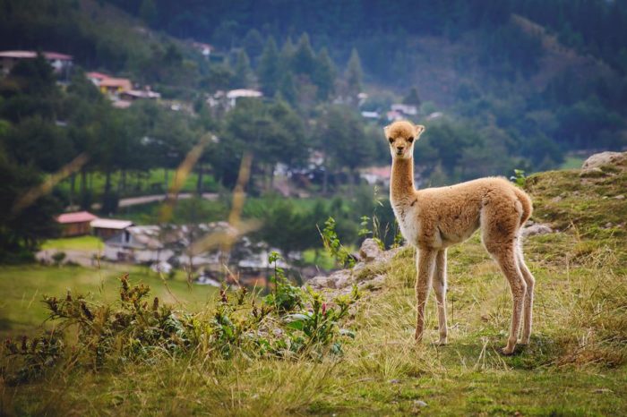 CAPODANNO IN PERU’ 2025 – Tour Perù Express – STOP SALE