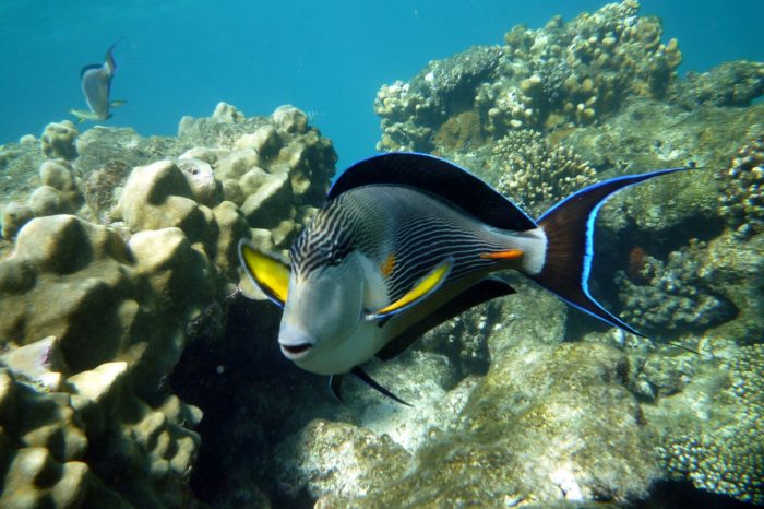 2×1 Marsa Alam – Quote finite a coppia ROYAL BRAYKA RESORT – Mar Rosso – Partenze fino ad ottobre 2025