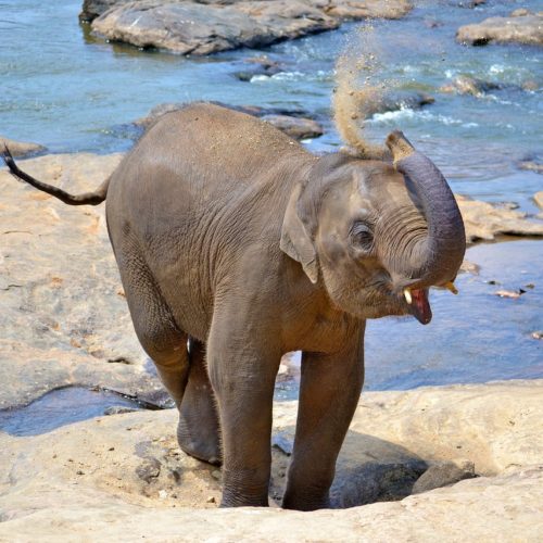 Capodanno in Sri Lanka 2025 – Partenza 27 dicembre da Milano STOP SALE