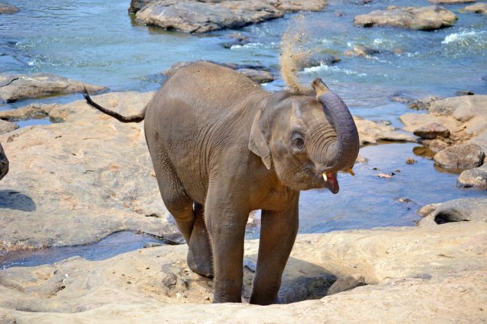 Capodanno in Sri Lanka 2025 – Partenza 27 dicembre da Milano STOP SALE
