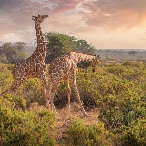 Viaggio in Kenya con safari e soggiorno mare – Pacchetti di 9 notti con safari da 2, 3 o 5 notti – Partenze di agosto 2025