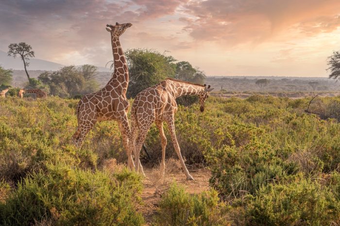 Viaggio in Kenya con safari e soggiorno mare – Pacchetti di 9 notti con safari da 2, 3 o 5 notti – Partenze di agosto 2025