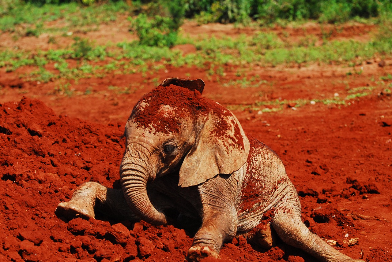 KENYA ELEFANTE