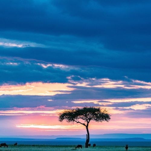 Offerte villaggio Jacaranda Kenya**** – Watamu – partenze da luglio a dicembre 2025