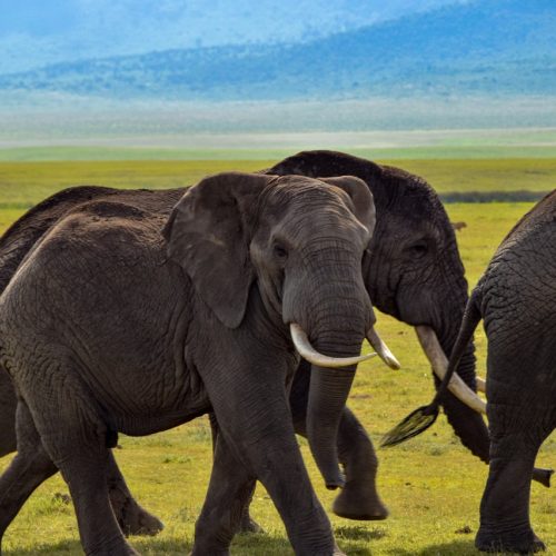 Tanzania Safari – SAFARI DI 7 GIORNI NEI PARCHI SETTENTRIONALI DELLA TANZANIA 2024