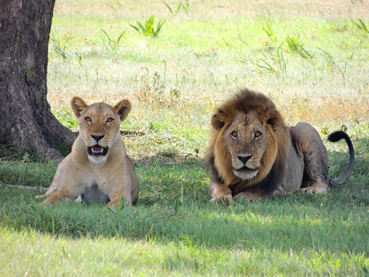 leone e leonessa in africa