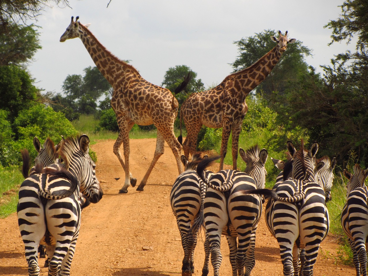 zebre e giraffe in tanzania