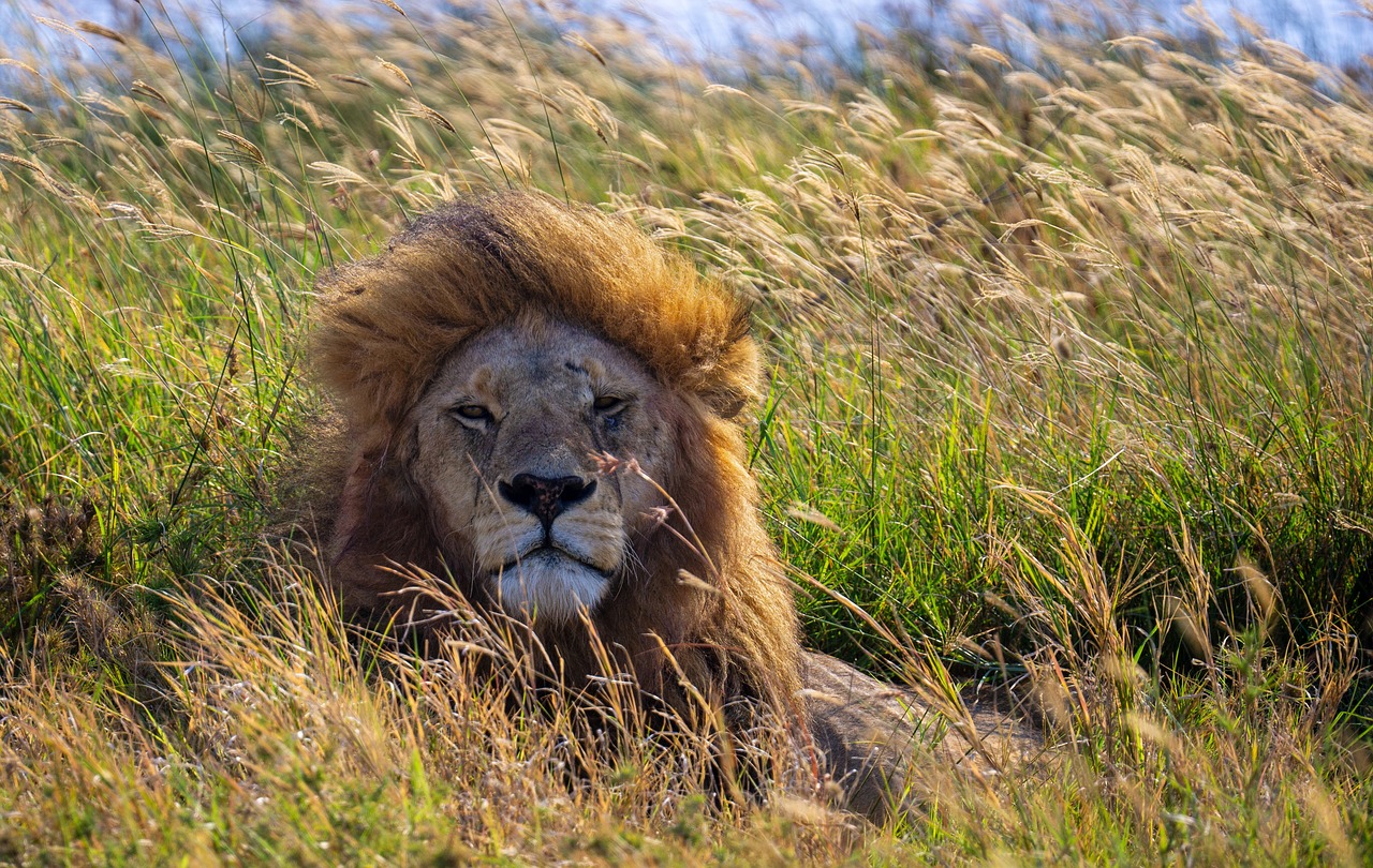 leone nella savana